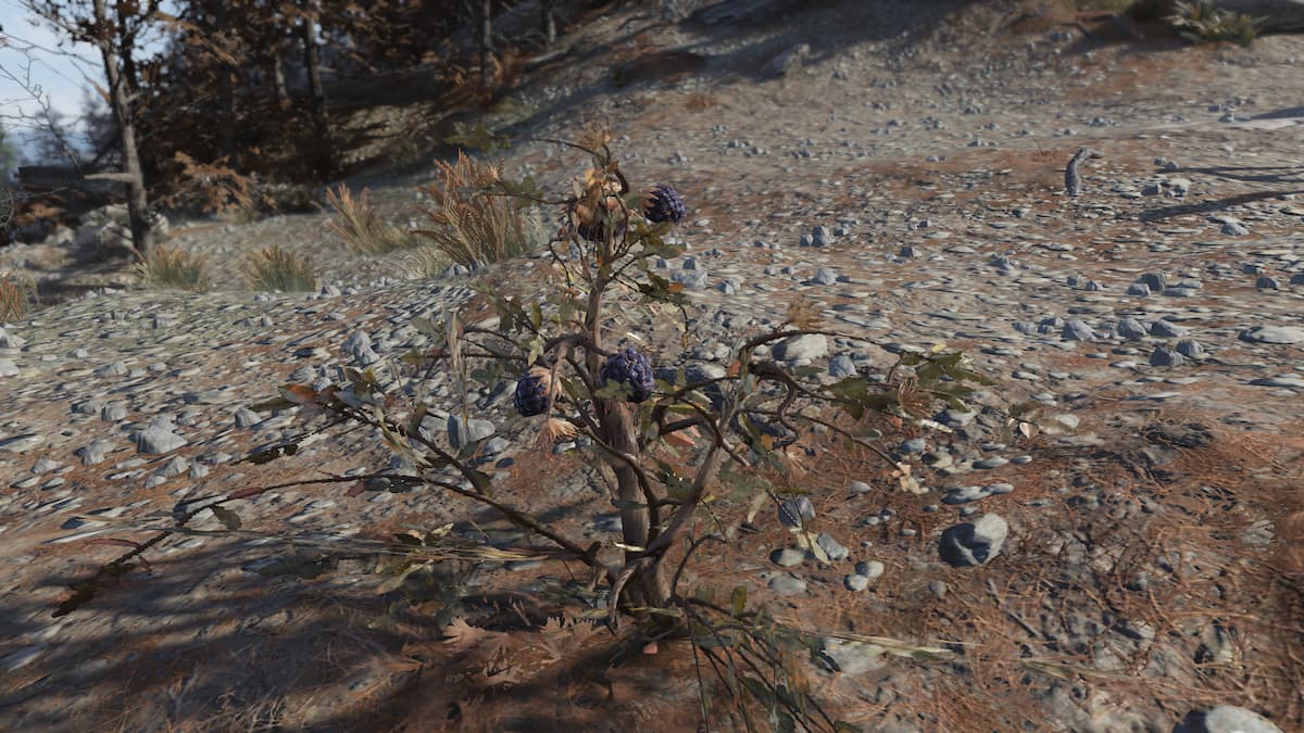 Fallout 76 Fruits and Vegetables Foraging Guide – GameSkinny